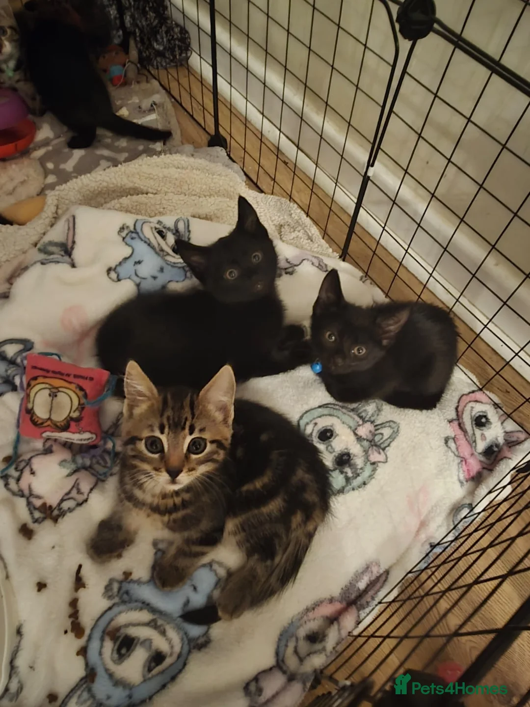 Mixed Breed cats for sale: Gorgeous kittens - Advert 9