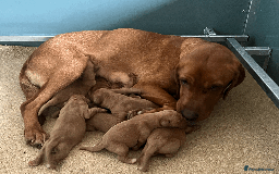 Labrador Retriever dogs for sale: SUPER DARK FOX RED KC LAB PUPS 5⭐️LICENSED BREEDER - Image 1