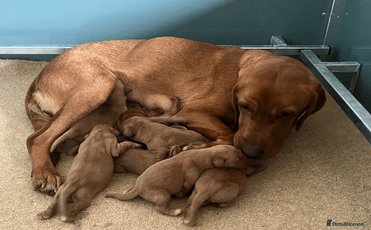 Labrador Retriever dogs - Advert 2