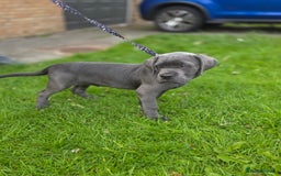 Cane Corso dogs for sale: Cane corso puppies  - Image 16