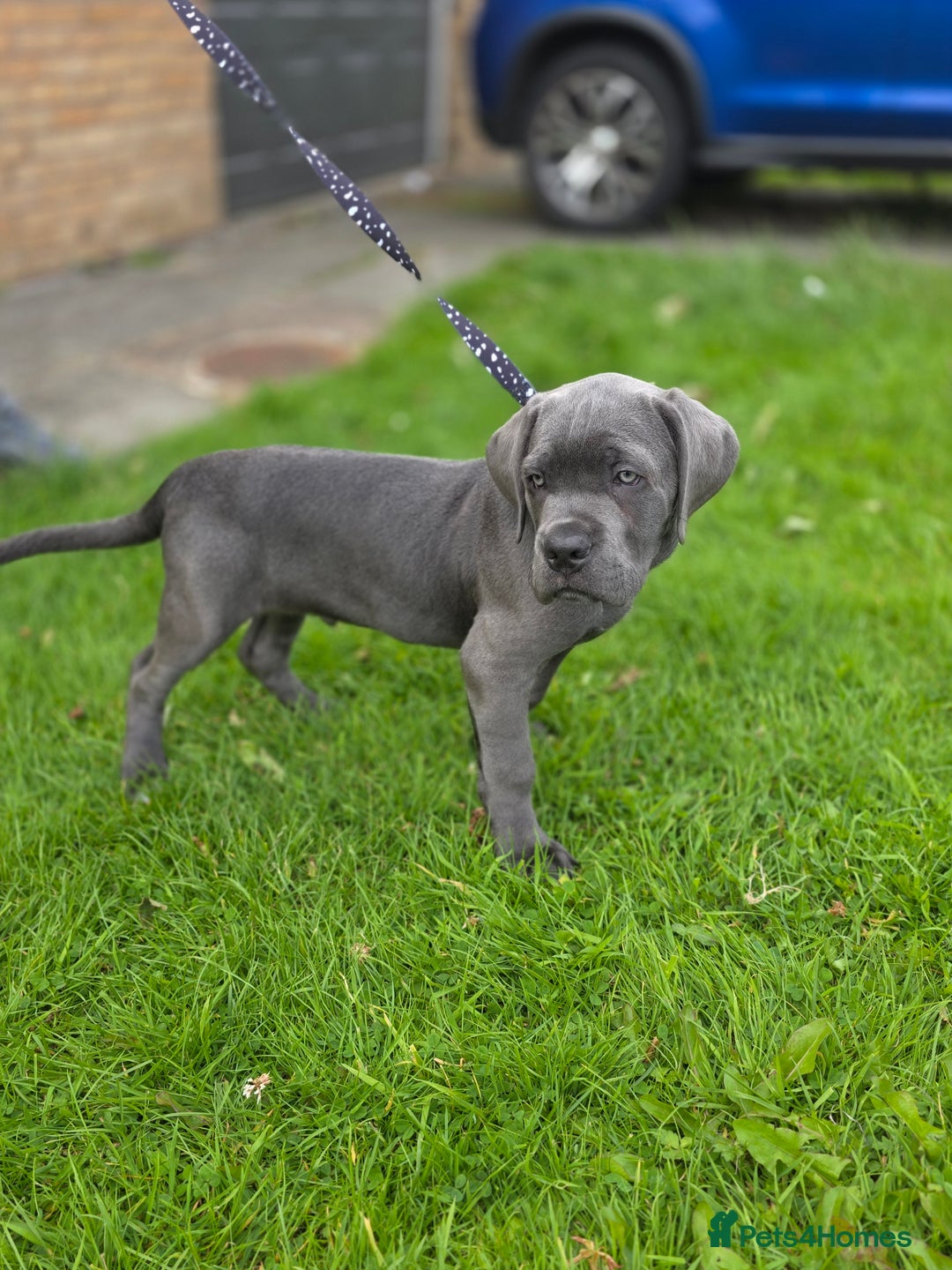 Cane Corso dogs for sale: Cane corso puppies  - Image 16