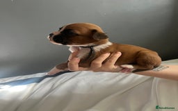 Boxer dogs for sale: BOXER PUPPIES FOR SALE!! - Image 6