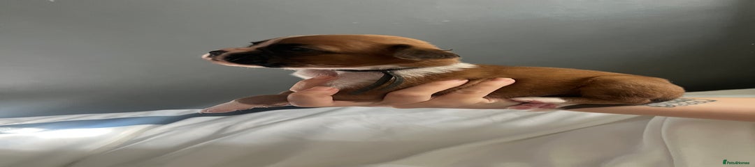 Boxer Puppy 6