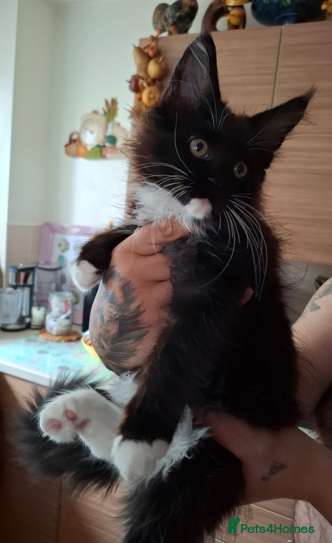 Maine Coon cats for sale: Purebred Maine Coon Kittens–Champion Bloodlines 🐾 - Image 8