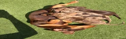 Dachshund dogs for sale: Dapple Dachshund pups  in Bridgwater - Advert 3