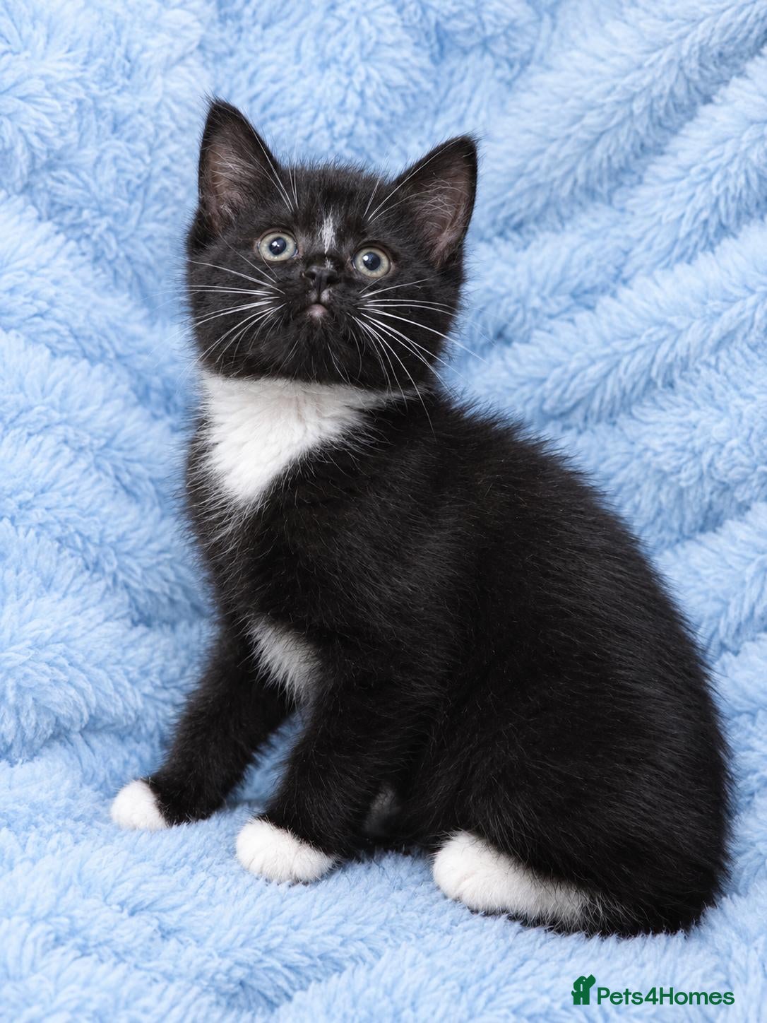 Mixed Breed cats for sale: Mixed fluffy kittens  - Advert 1