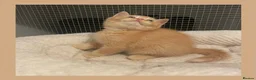 British Shorthair cats for sale: Champion GCCF British Shorthair Kittens - Advert 10
