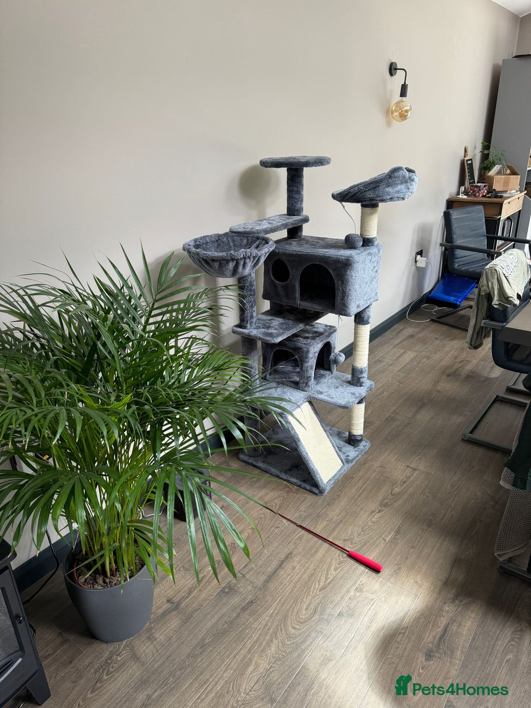 Ragdoll cats for sale: Beautiful Male Pure Full Breed Ragdoll Cat - Advert 3