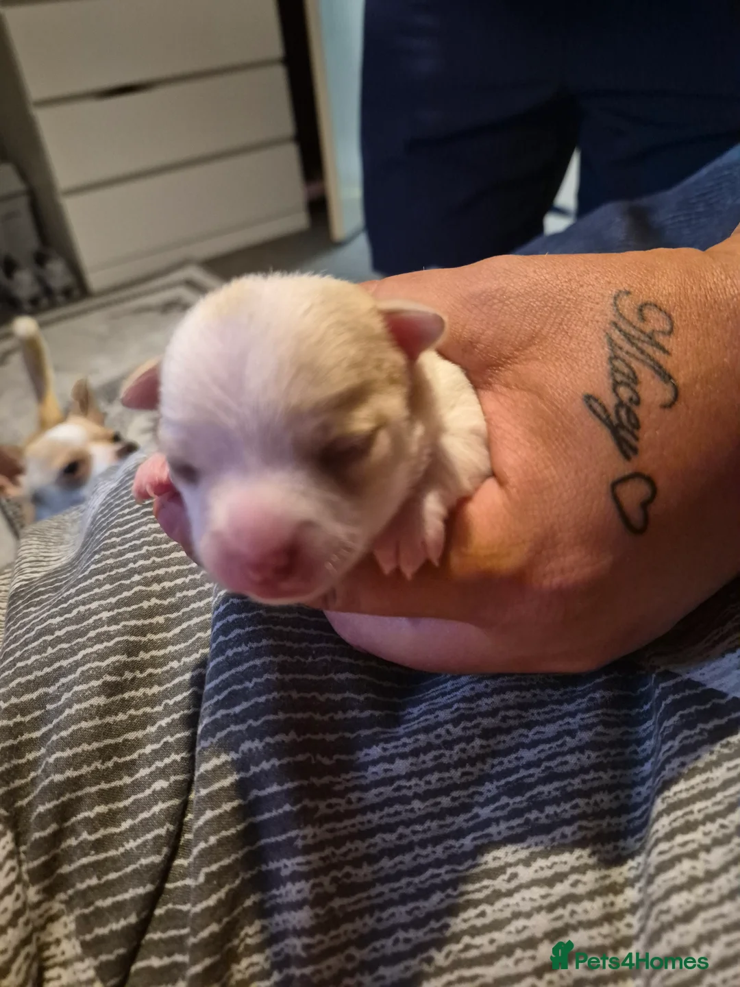 Chihuahua dogs for sale: 3 beautiful chihuahua puppy's  - Advert 13