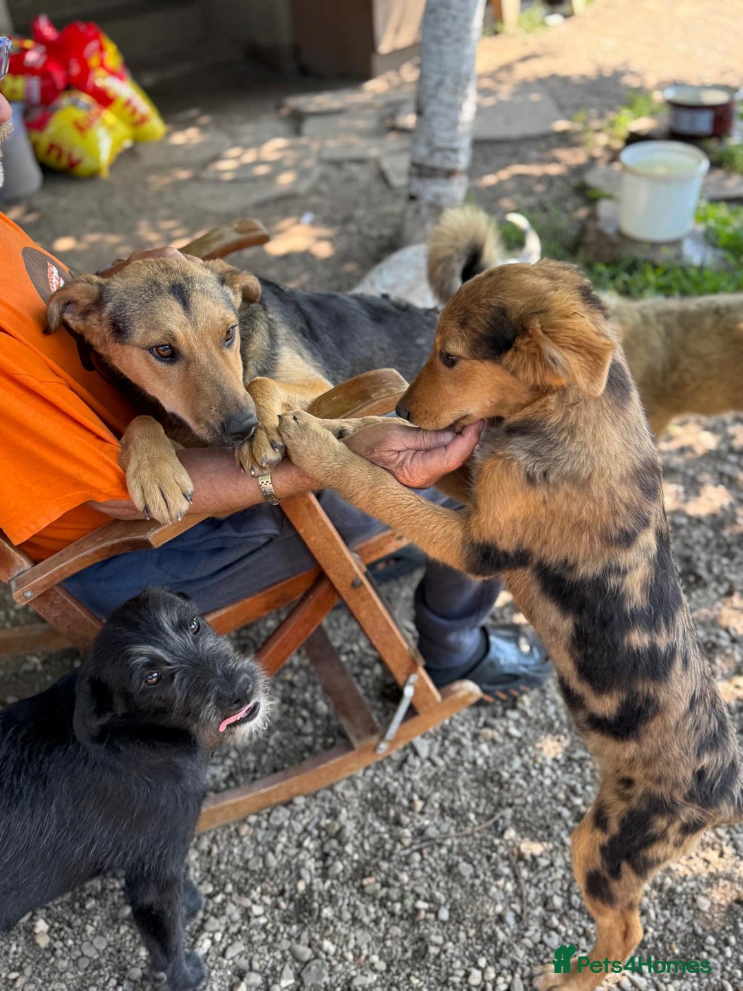 Mixed Breed dogs for adoption: JASPER - a Superb Puppy Boy, for a Loving Home - Image 38