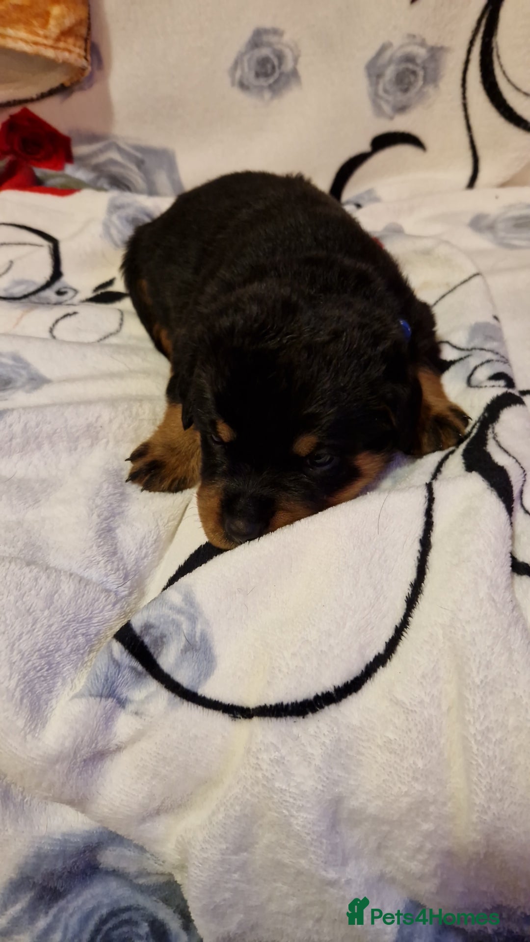 Rottweiler dogs for sale: Rottwailer - Advert 6