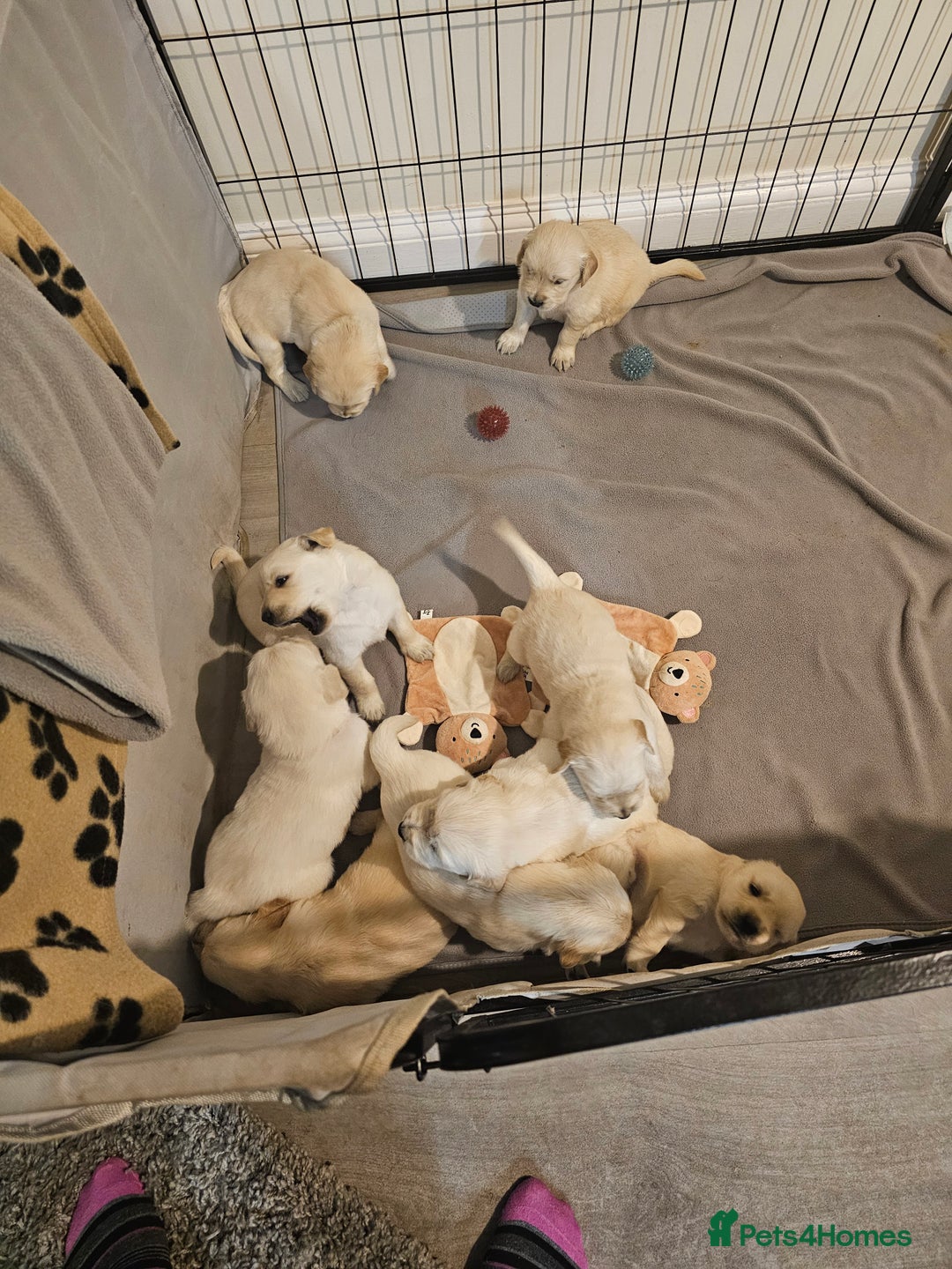 Golden Retriever dogs for sale: Golden retriever pups - Image 5