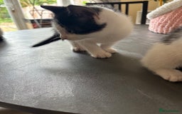 Mixed Breed cats for sale: Kittens for sale - Image 11