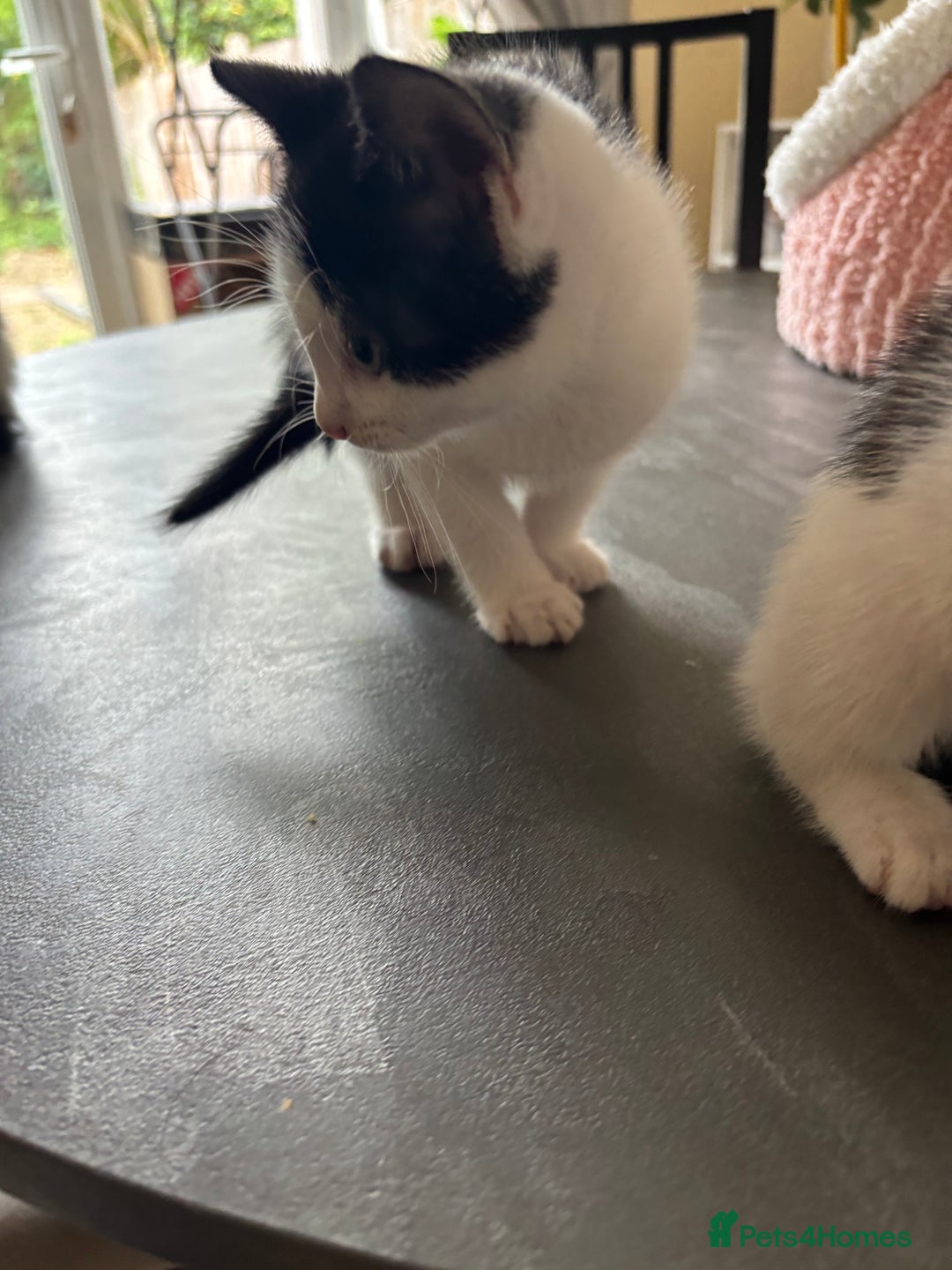 Mixed Breed cats for sale: Kittens for sale - Image 11
