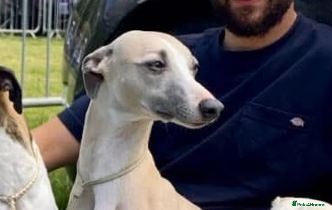 Whippet dogs for sale: Beautiful whippet dog puppies - Image 12