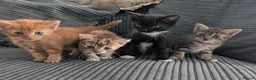 Mixed Breed cats for sale: Kitten  - Advert 4