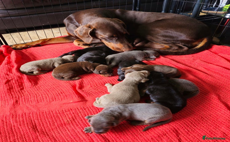 Dobermann dogs - Advert 1