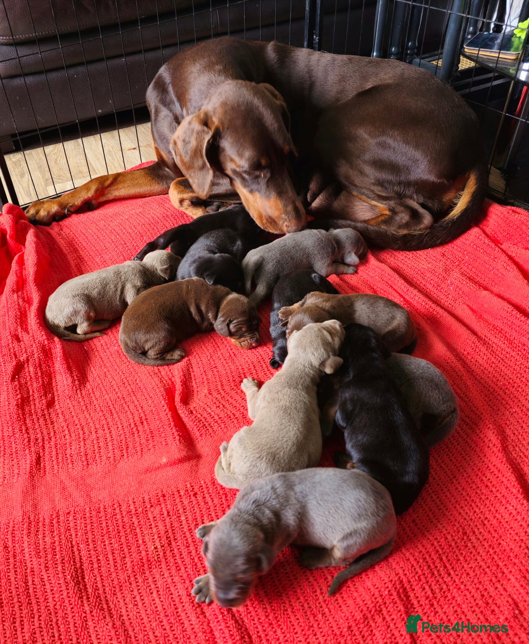 Dobermann dogs for sale: Outstanding Doberman Puppies - Image 1