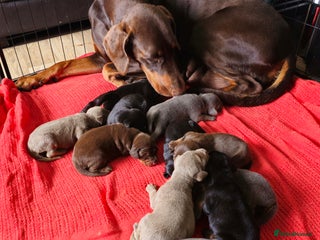 Dobermann dogs - Advert 6