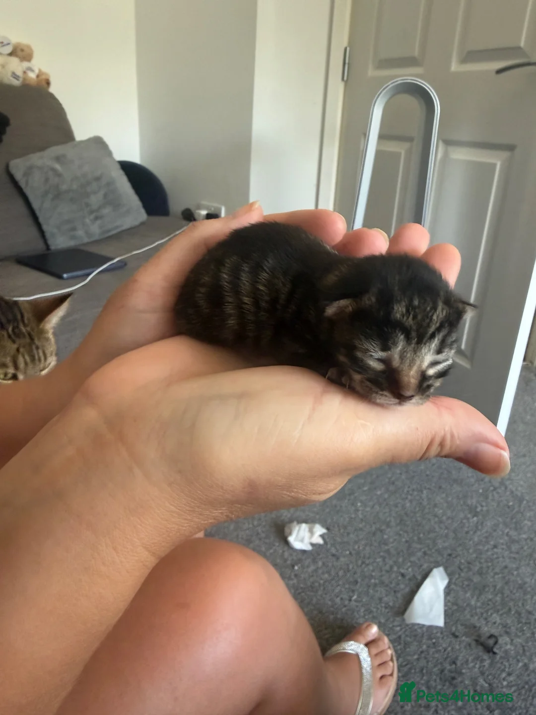 Mixed Breed cats for sale: Gorgeous male kittens  - Advert 21