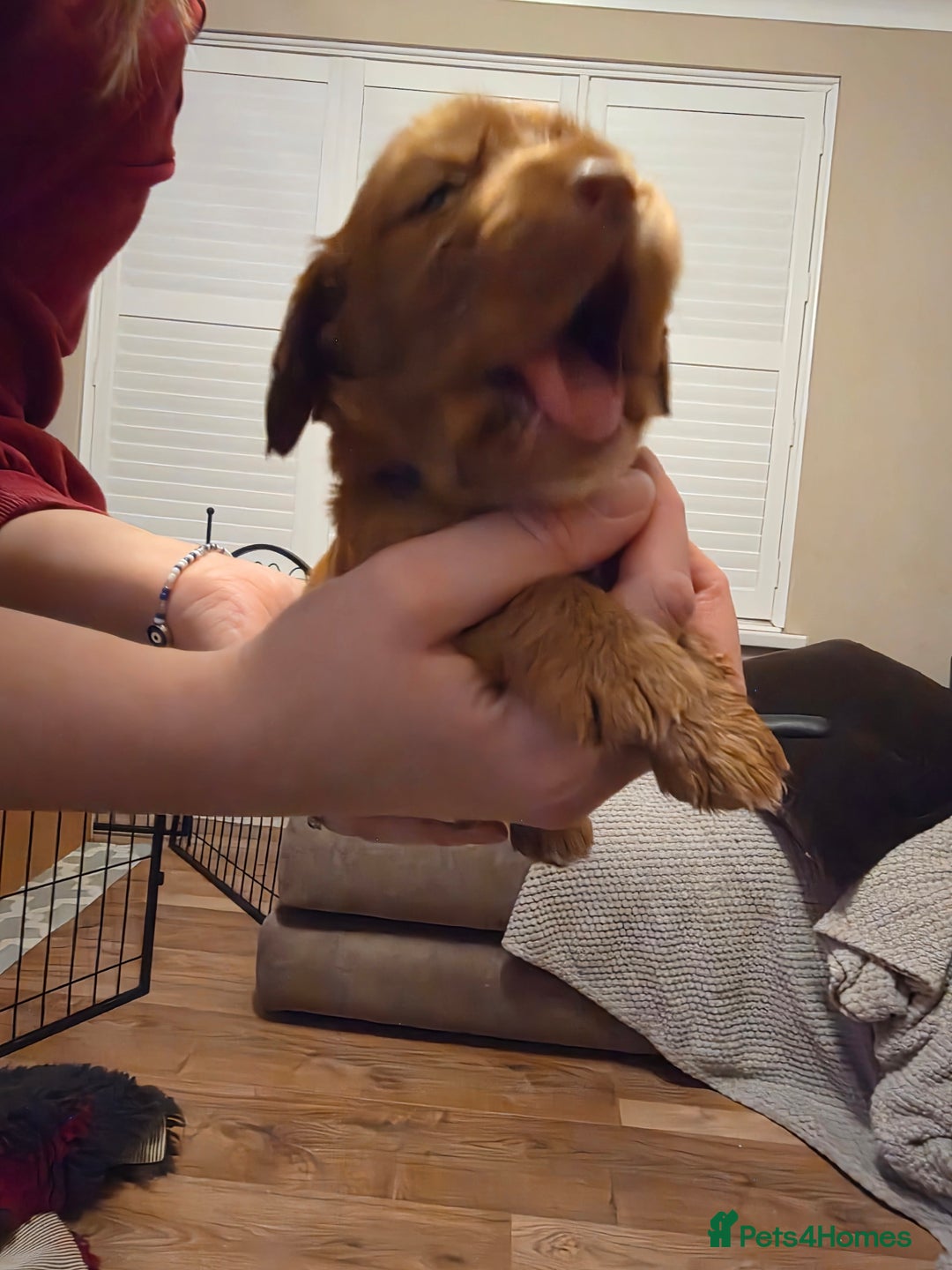 Cocker Spaniel dogs for sale: Ready now🐶X1 boy left🐶working cocker spaniel - Image 15