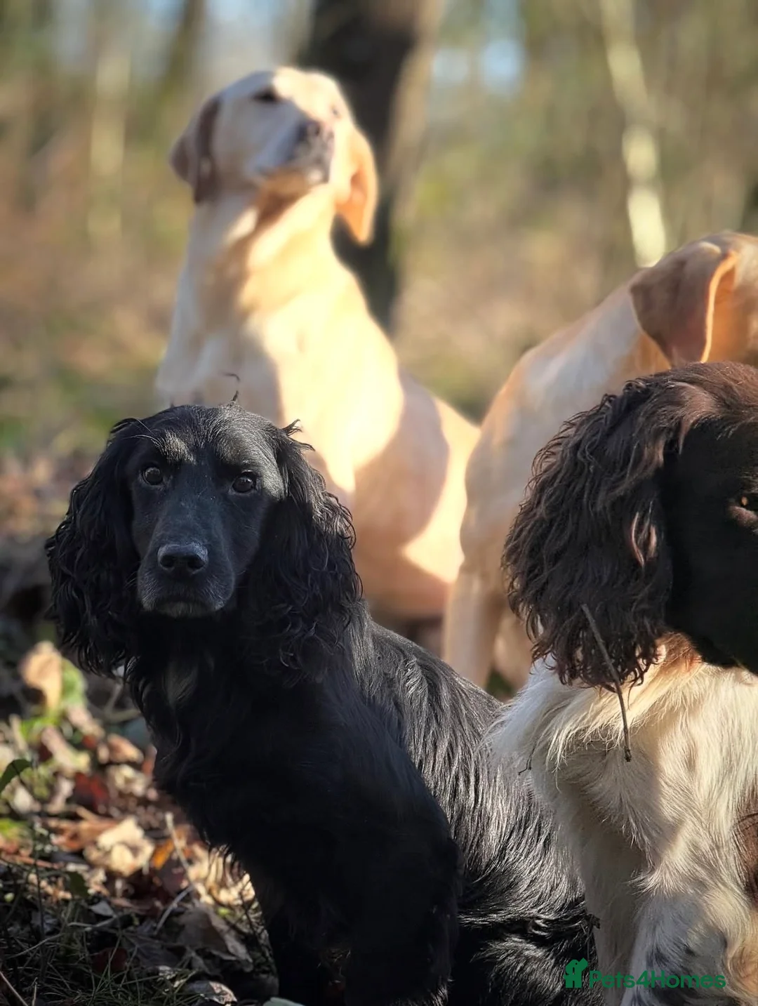 Cocker Spaniel dogs for stud: Ammerdown Galahad - Health Tested Stud in Frome - Advert 2