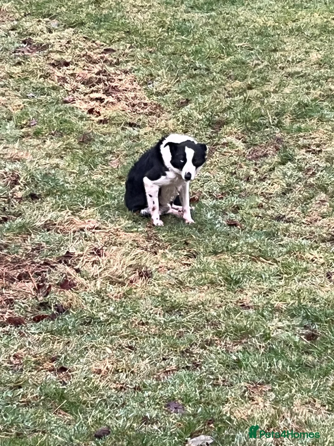 Border Collie dogs for sale: Male border collie called Dan  - Advert 4
