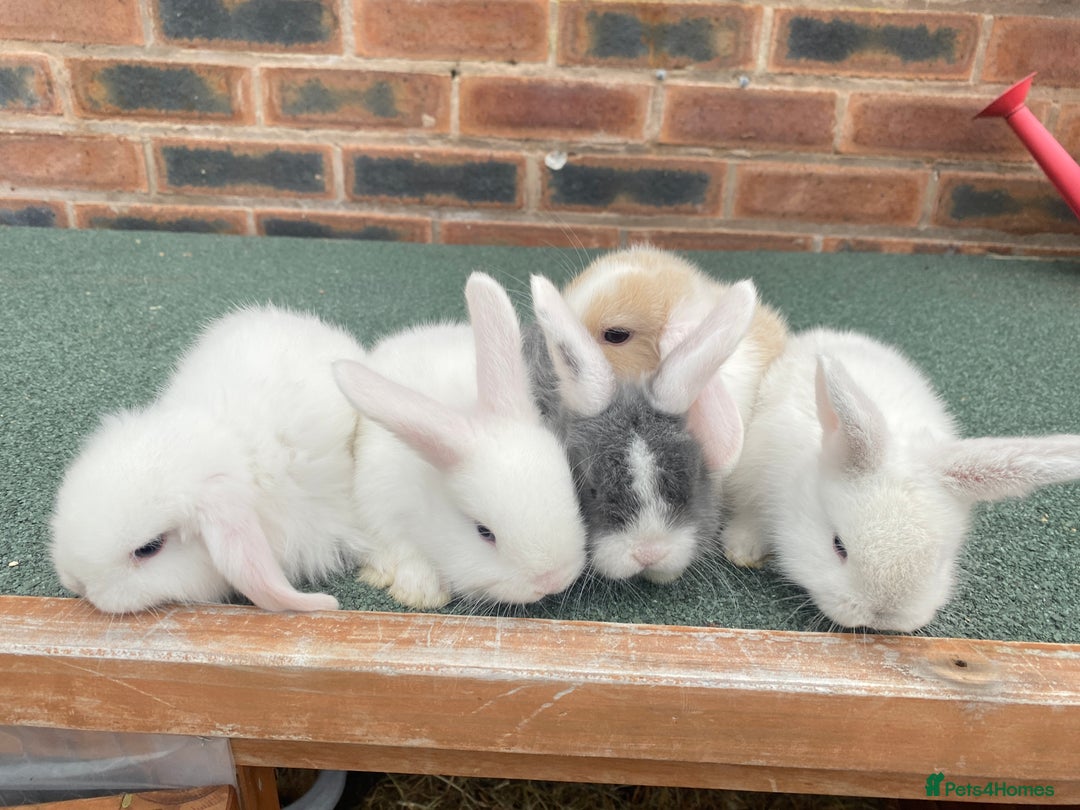 Mini Lop rabbits for sale: Adorable Mini Lop Baby Rabbits Healthy & Friendly - Image 6