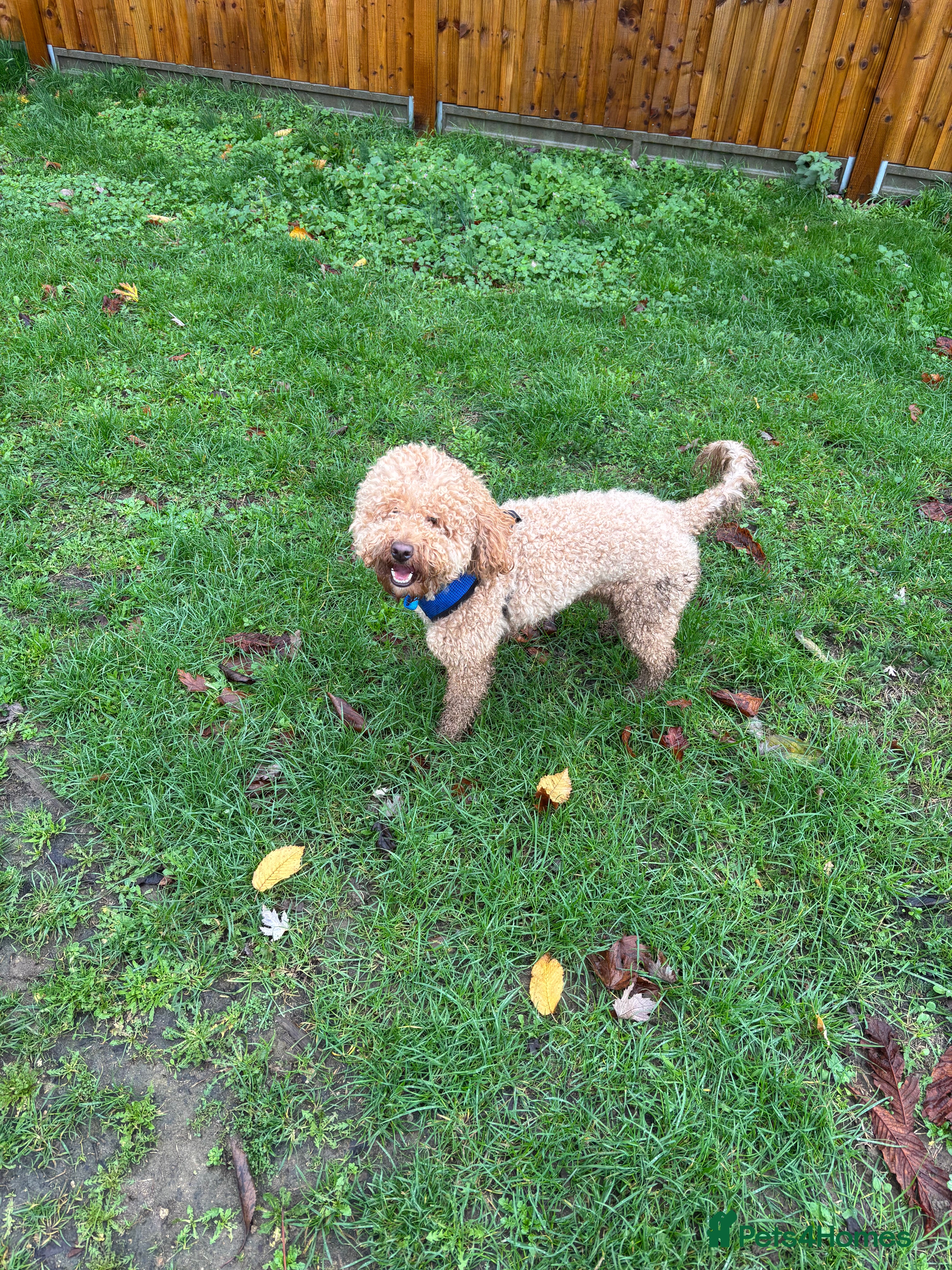 Cockapoo dogs 20 month male cockapoo. Please read info!!  - Advert 1