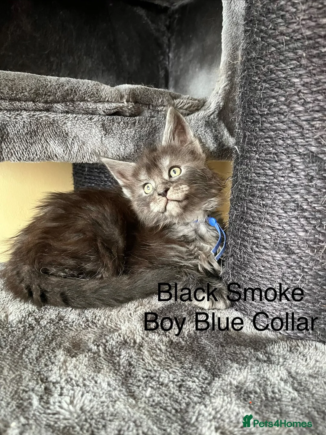 Maine Coon cats for sale: Pure Breed Maine Coon Kittens in Basildon - Advert 2