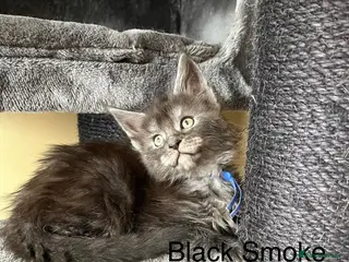 Maine Coon cats Pure Breed Maine Coon Kittens - Advert 1