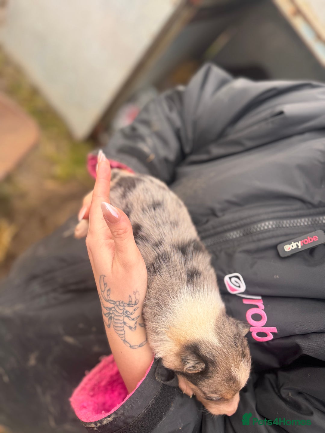 Border Collie dogs for sale: Blue merle collies - Advert 7