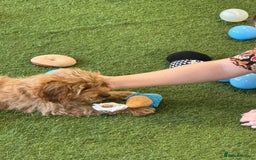 Cockapoo dogs for sale: 🐾STUNNING F1 COCKERPOOS REG BREEDER🐾 - Image 15