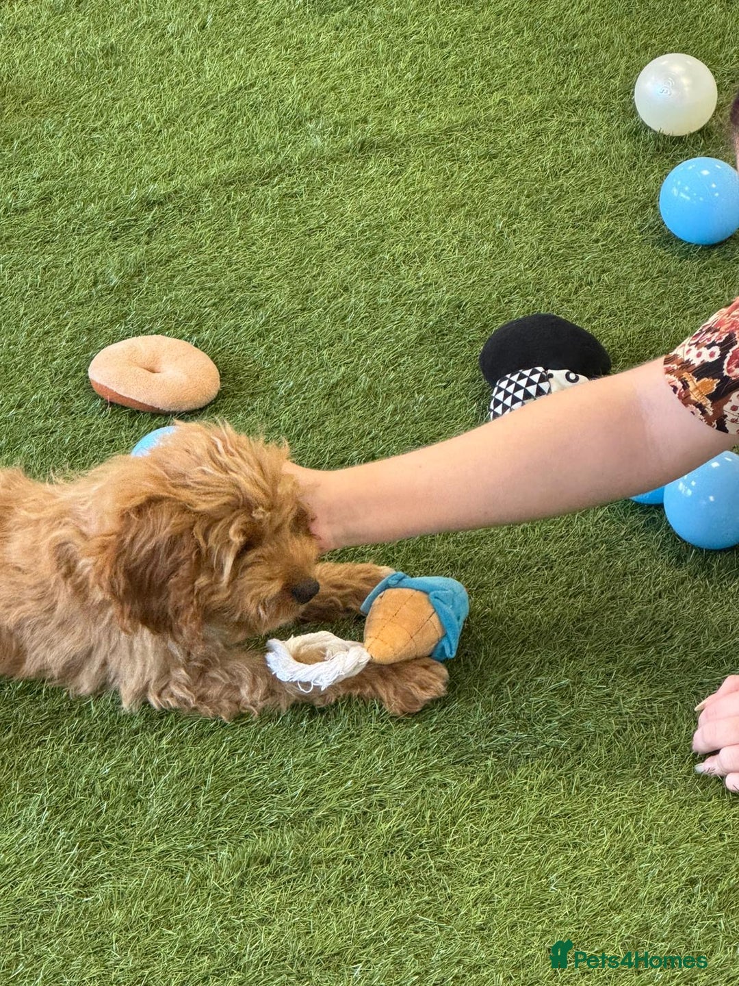Cockapoo dogs for sale: 🐾STUNNING F1 COCKERPOOS REG BREEDER🐾 - Image 15