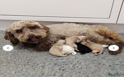 Cockapoo dogs for sale: Milo the pup - Image 4