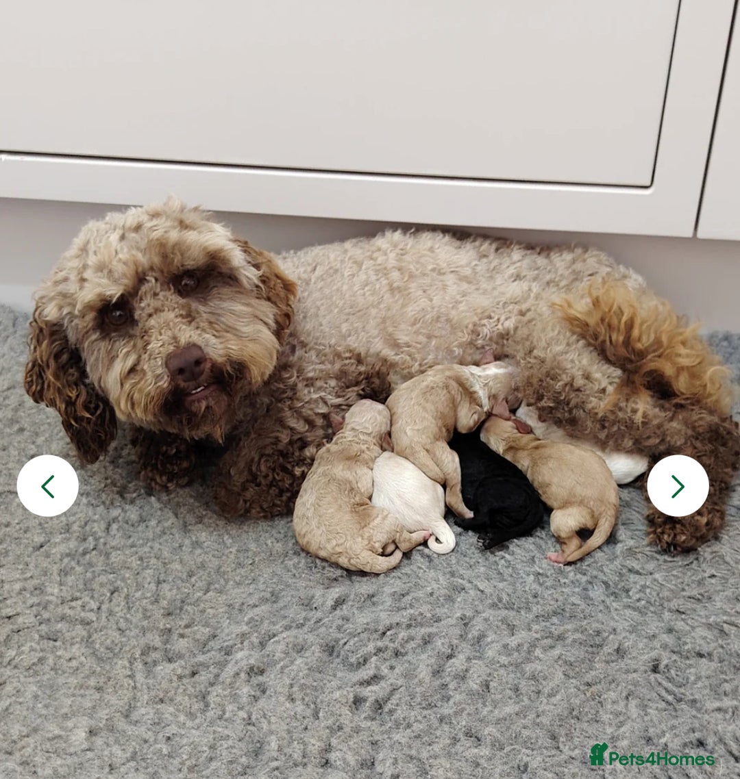 Cockapoo dogs for sale: Milo the pup - Image 4