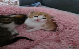 Mixed Breed cats for sale: Beautiful Fluffy Kittens 2 Boys 1 Girl - Image 5