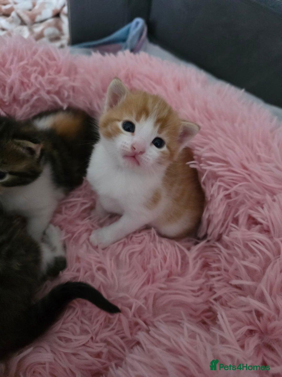 Mixed Breed cats for sale: Beautiful Fluffy Kittens 2 Boys 1 Girl - Image 5