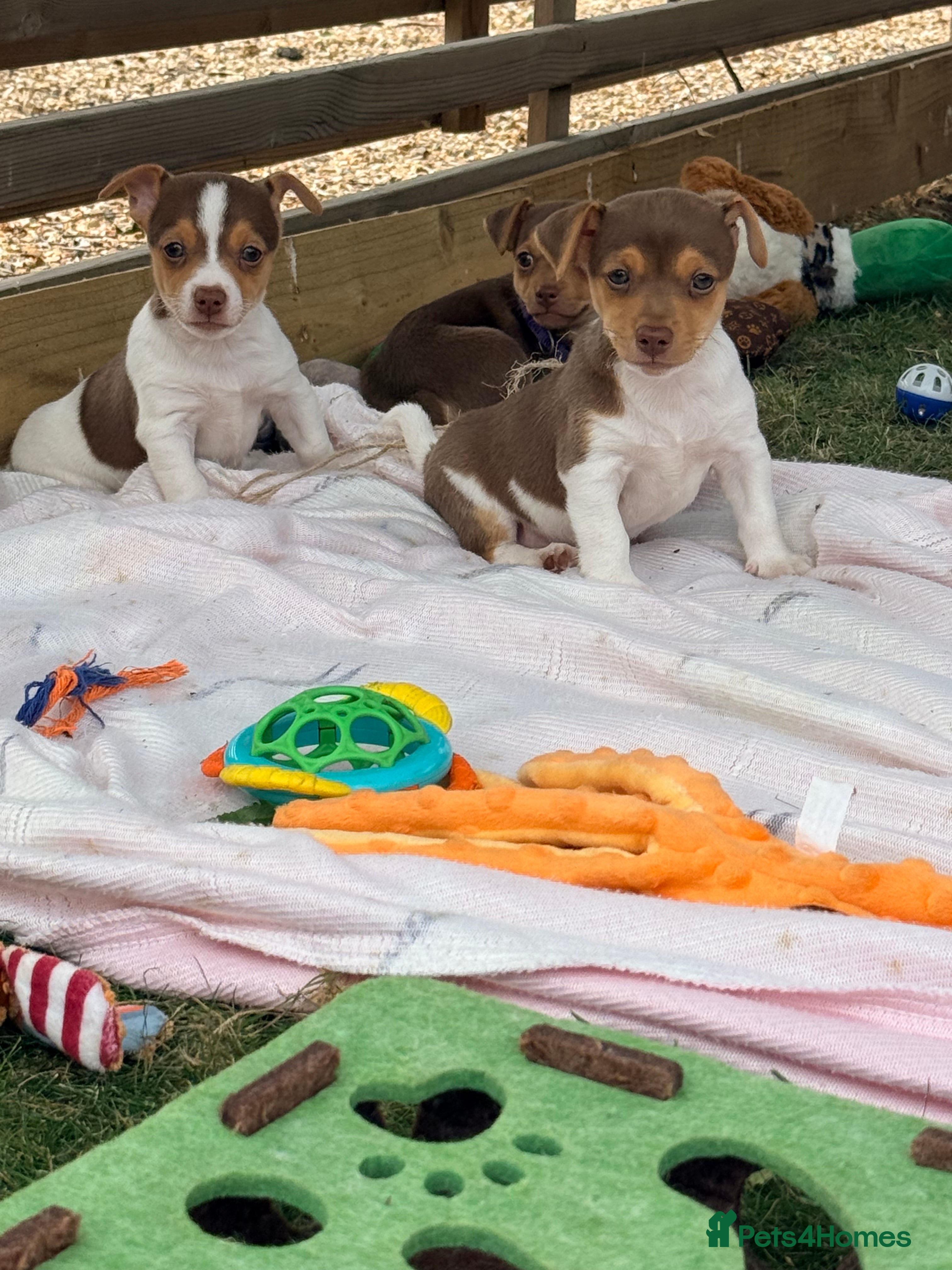 Jack Russell dogs Mini Jack Russell pups  - Advert 2