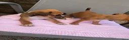 Jug dogs for sale: Beautiful Jug Puppies Ready Now in Abingdon - Advert 10
