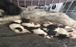 Shih Tzu dogs for sale: 6 beautiful shih tzu - Image 14
