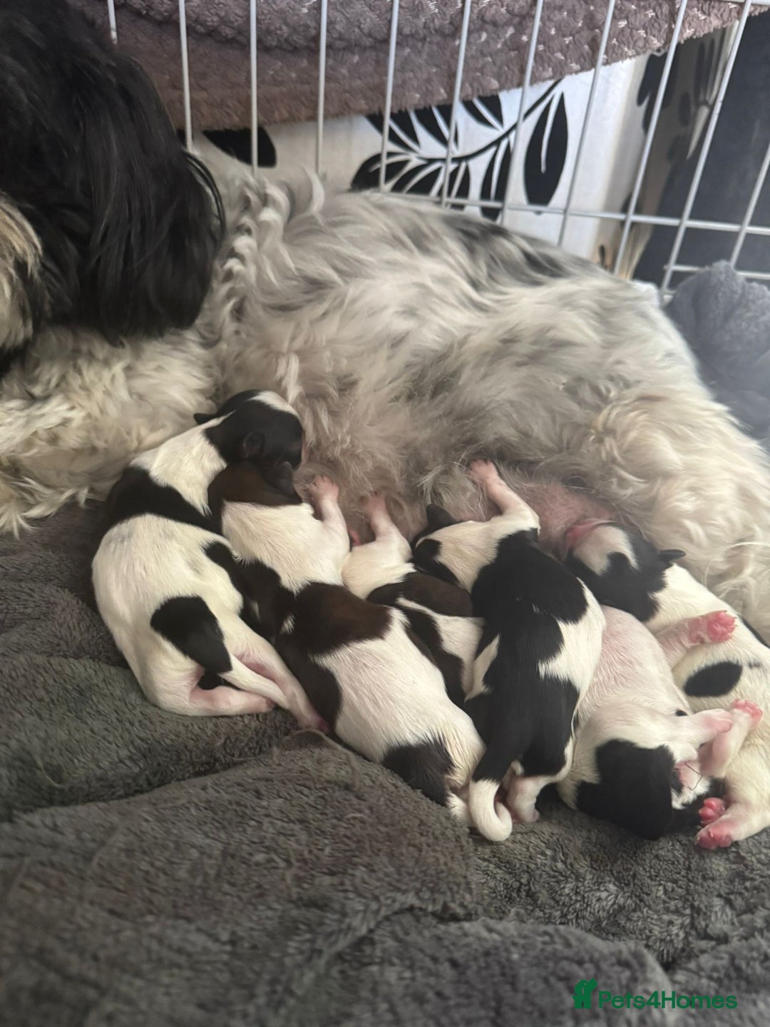 Shih Tzu dogs for sale: 6 beautiful shih tzu - Image 14