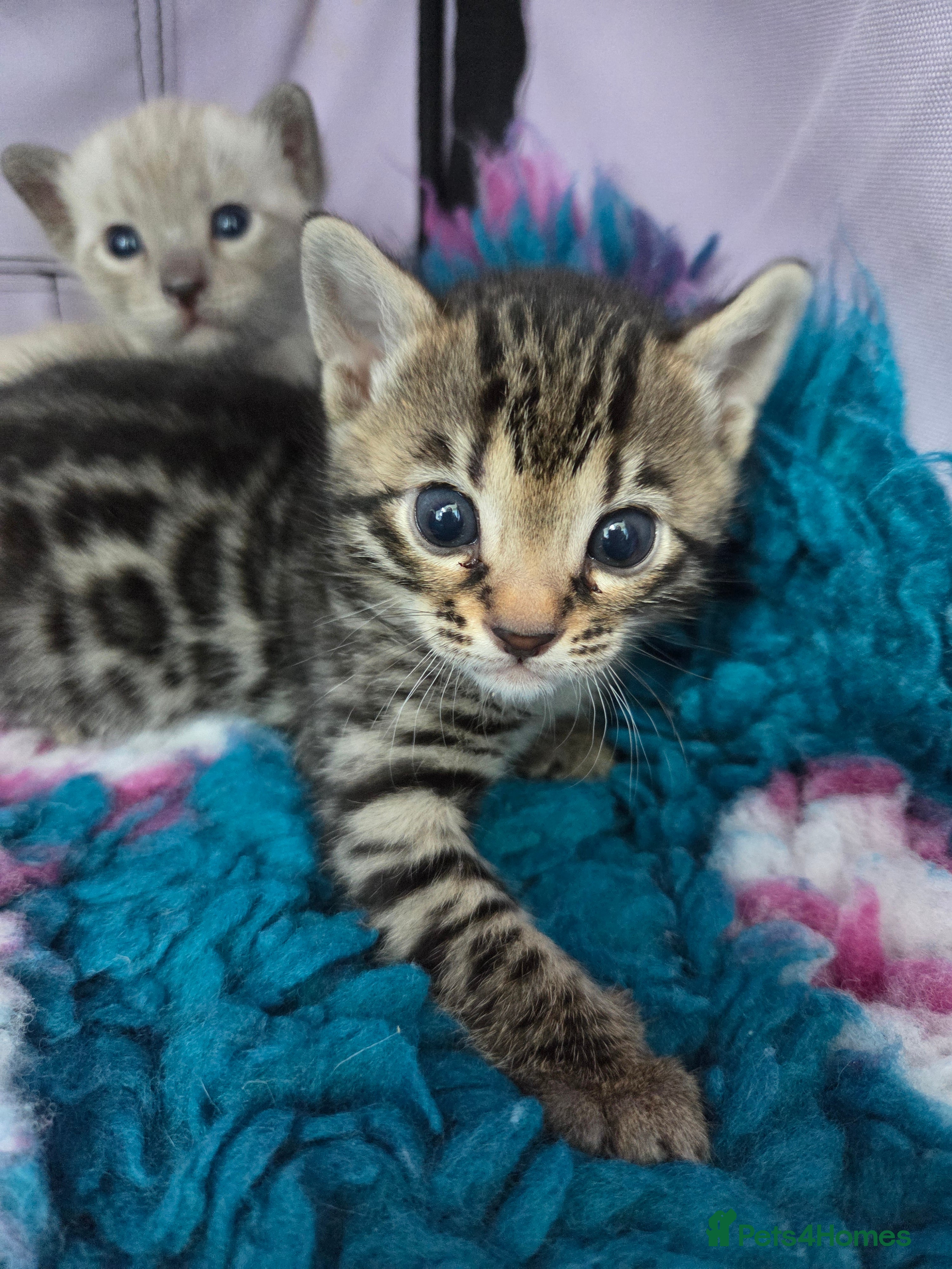 Bengal cats 🌟6 x CHAMPION BENGALS KITTENS🌟 - Advert 17