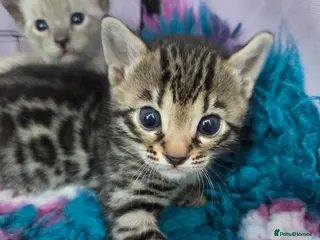 Bengal cats 🌟6 x CHAMPION BENGALS KITTENS🌟 - Advert 17