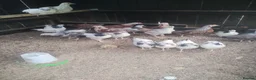 Chickens poultry for sale: Chickens,pullets and turkey's  - Advert 2