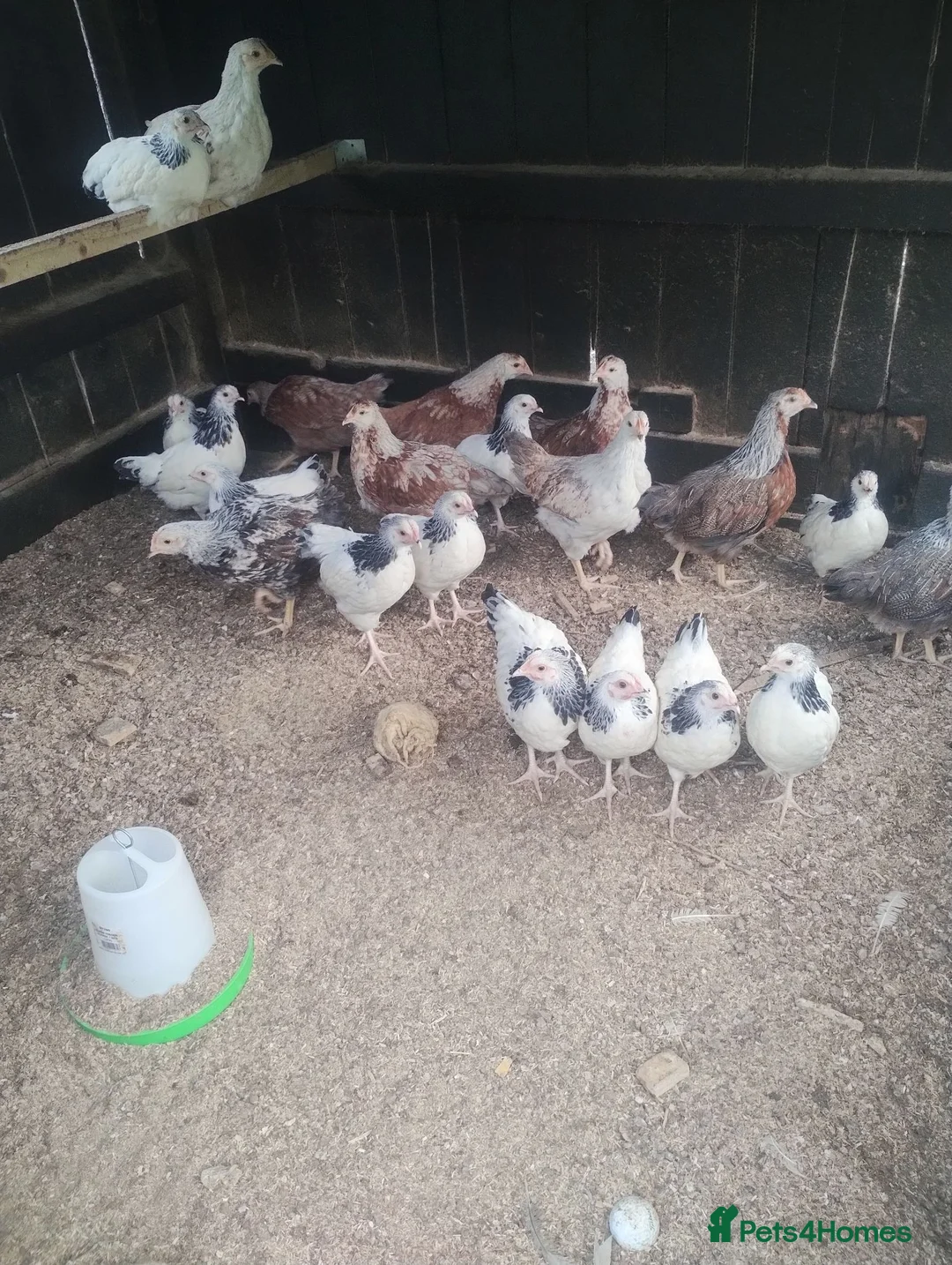 Chickens poultry for sale: Chickens,pullets and turkey's  - Advert 2