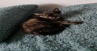 Mixed Breed cats - Advert 10