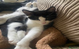 Mixed Breed cats for sale: Litter of kittens - Image 2