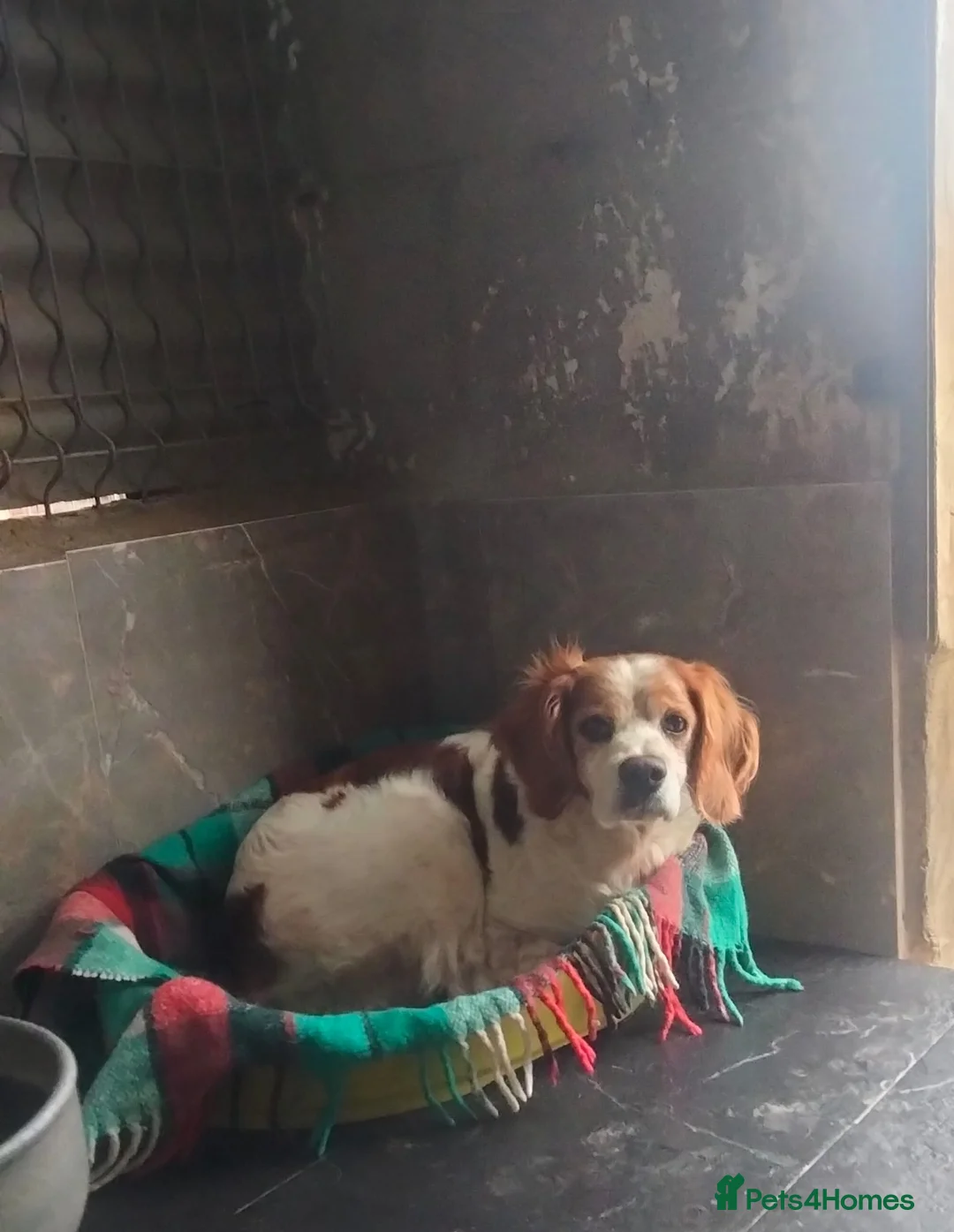 Brittany Spaniel dogs for adoption: Onil, a gorgeous Brittany - Advert 7