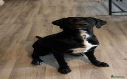 Mixed Breed dogs for sale: Beautiful black lab x boingle mix called nelly - Image 1